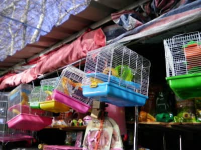 Flower & Bird Market, Kunming