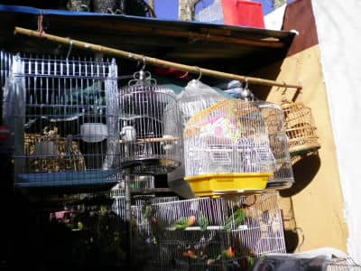 Flower & Bird Market, Kunming