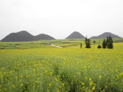 Rape Flower, Luoping