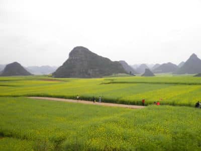 Rape Flower, Luoping