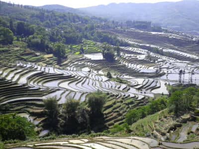 Terraced Fields, Yuanyang