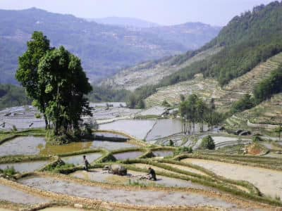 Terraced Fields, Yuanyang